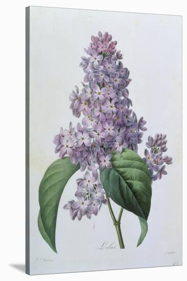 Lilacs-Pierre-Joseph Redouté-Stretched Canvas