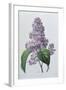 Lilacs-Pierre-Joseph Redouté-Framed Giclee Print