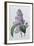 Lilacs-Pierre-Joseph Redouté-Framed Giclee Print