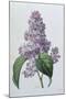 Lilacs-Pierre-Joseph Redouté-Mounted Giclee Print