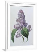 Lilacs-Pierre-Joseph Redouté-Framed Giclee Print