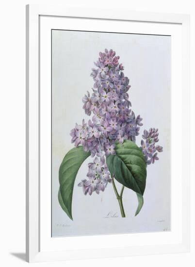 Lilacs-Pierre-Joseph Redouté-Framed Giclee Print