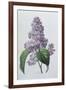 Lilacs-Pierre-Joseph Redouté-Framed Giclee Print