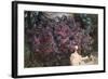 Lilacs-Mikhail Alexandrovich Vrubel-Framed Giclee Print