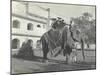 Lilah Wingfield, Arthur Brodrick, Judy Smith and Sylvia Brooke on the Maharaja of Jaipur's State…-English Photographer-Mounted Premium Photographic Print