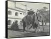 Lilah Wingfield, Arthur Brodrick, Judy Smith and Sylvia Brooke on the Maharaja of Jaipur's State…-English Photographer-Framed Stretched Canvas