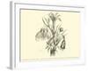 Liliaceae of Sacsahuaman, Amaryllis Aurea, Crinum Urceolatum, Pancratium Recurvatum-Édouard Riou-Framed Giclee Print