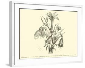 Liliaceae of Sacsahuaman, Amaryllis Aurea, Crinum Urceolatum, Pancratium Recurvatum-Édouard Riou-Framed Giclee Print