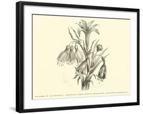 Liliaceae of Sacsahuaman, Amaryllis Aurea, Crinum Urceolatum, Pancratium Recurvatum-Édouard Riou-Framed Giclee Print