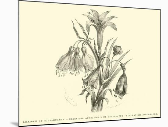 Liliaceae of Sacsahuaman, Amaryllis Aurea, Crinum Urceolatum, Pancratium Recurvatum-Édouard Riou-Mounted Giclee Print