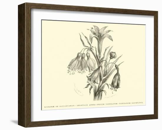 Liliaceae of Sacsahuaman, Amaryllis Aurea, Crinum Urceolatum, Pancratium Recurvatum-Édouard Riou-Framed Giclee Print