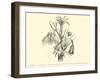 Liliaceae of Sacsahuaman, Amaryllis Aurea, Crinum Urceolatum, Pancratium Recurvatum-Édouard Riou-Framed Giclee Print