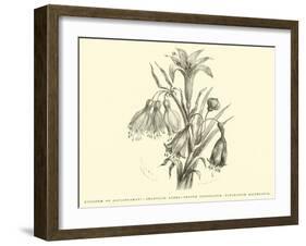 Liliaceae of Sacsahuaman, Amaryllis Aurea, Crinum Urceolatum, Pancratium Recurvatum-Édouard Riou-Framed Giclee Print