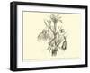 Liliaceae of Sacsahuaman, Amaryllis Aurea, Crinum Urceolatum, Pancratium Recurvatum-Édouard Riou-Framed Giclee Print