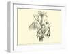 Liliaceae of Sacsahuaman, Amaryllis Aurea, Crinum Urceolatum, Pancratium Recurvatum-Édouard Riou-Framed Giclee Print