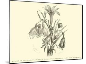 Liliaceae of Sacsahuaman, Amaryllis Aurea, Crinum Urceolatum, Pancratium Recurvatum-Édouard Riou-Mounted Giclee Print