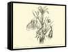 Liliaceae of Sacsahuaman, Amaryllis Aurea, Crinum Urceolatum, Pancratium Recurvatum-Édouard Riou-Framed Stretched Canvas