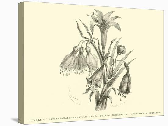 Liliaceae of Sacsahuaman, Amaryllis Aurea, Crinum Urceolatum, Pancratium Recurvatum-Édouard Riou-Stretched Canvas