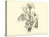 Liliaceae of Sacsahuaman, Amaryllis Aurea, Crinum Urceolatum, Pancratium Recurvatum-Édouard Riou-Stretched Canvas