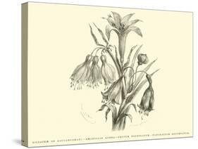 Liliaceae of Sacsahuaman, Amaryllis Aurea, Crinum Urceolatum, Pancratium Recurvatum-Édouard Riou-Stretched Canvas