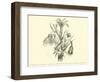 Liliaceae of Sacsahuaman, Amaryllis Aurea, Crinum Urceolatum, Pancratium Recurvatum-Édouard Riou-Framed Giclee Print