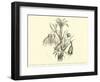 Liliaceae of Sacsahuaman, Amaryllis Aurea, Crinum Urceolatum, Pancratium Recurvatum-Édouard Riou-Framed Giclee Print