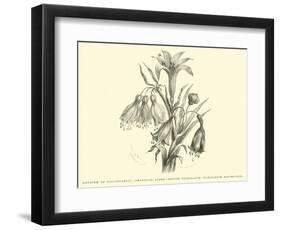 Liliaceae of Sacsahuaman, Amaryllis Aurea, Crinum Urceolatum, Pancratium Recurvatum-Édouard Riou-Framed Giclee Print