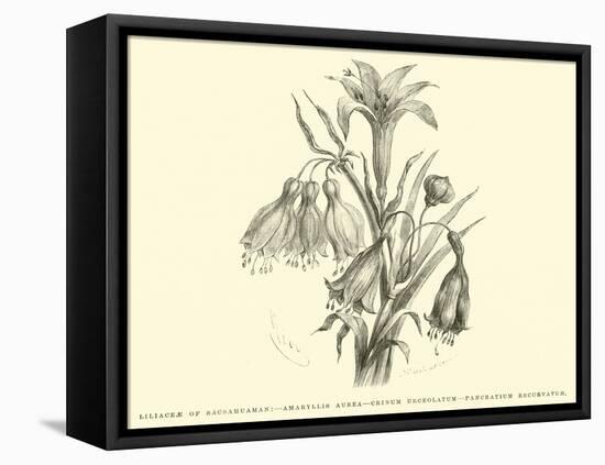 Liliaceae of Sacsahuaman, Amaryllis Aurea, Crinum Urceolatum, Pancratium Recurvatum-Édouard Riou-Framed Stretched Canvas