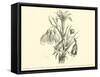 Liliaceae of Sacsahuaman, Amaryllis Aurea, Crinum Urceolatum, Pancratium Recurvatum-Édouard Riou-Framed Stretched Canvas