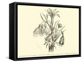 Liliaceae of Sacsahuaman, Amaryllis Aurea, Crinum Urceolatum, Pancratium Recurvatum-Édouard Riou-Framed Stretched Canvas