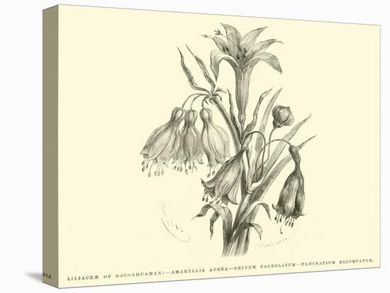 Liliaceae of Sacsahuaman, Amaryllis Aurea, Crinum Urceolatum, Pancratium Recurvatum-Édouard Riou-Stretched Canvas