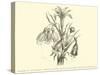 Liliaceae of Sacsahuaman, Amaryllis Aurea, Crinum Urceolatum, Pancratium Recurvatum-Édouard Riou-Stretched Canvas