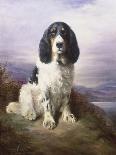 Royal, a Tri-Colour Working Springer Spaniel-Lilian Cheviot-Giclee Print