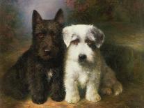 A Tibetan, a Cairn and a Silky Terrier-Lilian Cheviot-Framed Giclee Print