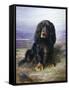 Canvas Black