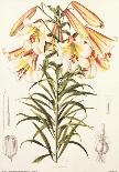 Lilium Centrifolium-Lilian Snelling-Art Print