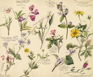 botanical illustration posters for sale at allposters com botanical illustration posters for sale at allposters com