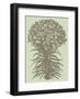 Lilies 11-Botanical Series-Framed Art Print
