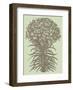 Lilies 11-Botanical Series-Framed Art Print