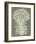 Lilies 12-Botanical Series-Framed Art Print