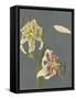 Lilies, 1897-Kazumasa Ogawa-Framed Stretched Canvas