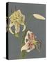 Lilies, 1897-Kazumasa Ogawa-Stretched Canvas