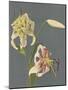 Lilies, 1897-Kazumasa Ogawa-Mounted Giclee Print