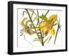 Lilies, 1987-Claudia Hutchins-Puechavy-Framed Giclee Print