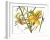 Lilies, 1987-Claudia Hutchins-Puechavy-Framed Giclee Print