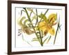 Lilies, 1987-Claudia Hutchins-Puechavy-Framed Giclee Print