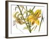 Lilies, 1987-Claudia Hutchins-Puechavy-Framed Giclee Print