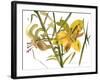 Lilies, 1987-Claudia Hutchins-Puechavy-Framed Giclee Print