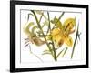 Lilies, 1987-Claudia Hutchins-Puechavy-Framed Premium Giclee Print