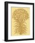 Lilies 19-Botanical Series-Framed Art Print